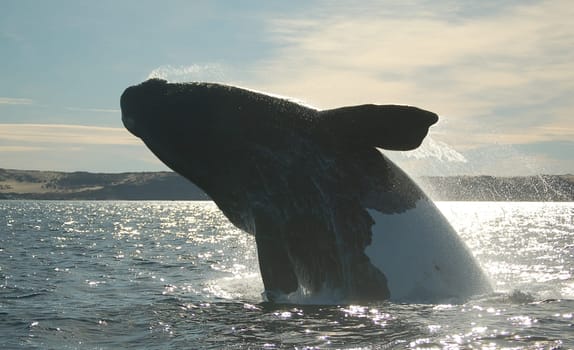 Powerful whale jumping in waters of Southern Atlantic Argentina