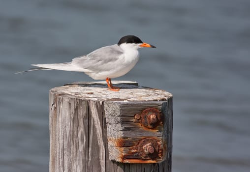 Forster&#039 s Tern bird, Sterna forsteri, on a wood post with a water background