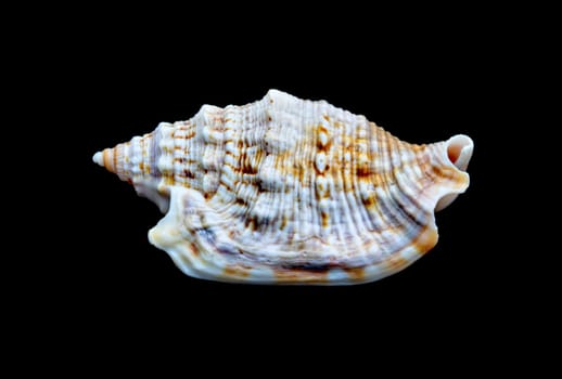 An isolated seashell over black. This is #5 in a series.