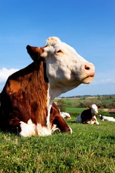 big head of beautiful cow in a field