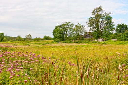 An old, ruined wooden barn surrounded by trees and weeds in a country meadow