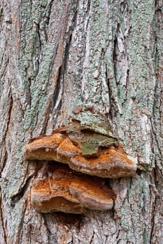 Bracket fungi, also known as shelf fungi, on a tree.