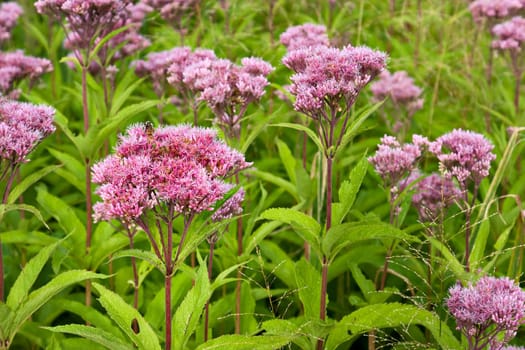 Joe-Pye Weed wild flowers, Eutrochium,  growing in a field