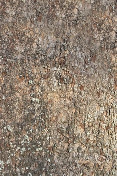 Tree bark showing details, textures, and patterns