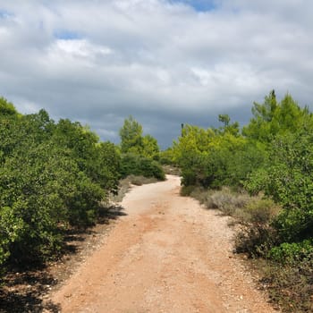 Dirt road path through pine tree forest.
