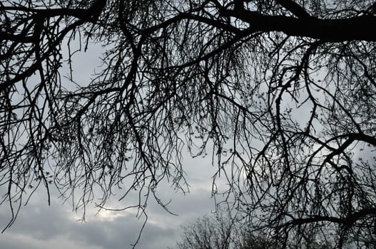 Blooming cherry tree branches silhouette under moody sky. Last days of winter.