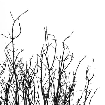 Leafless tree branches against a white background. Black and white.