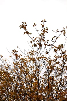 Deciduous autumnal brown leaf tree branches against a white background.