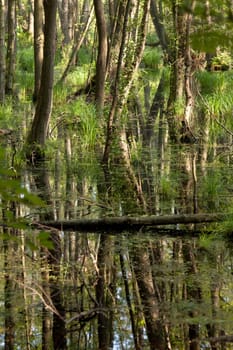 Small lake in the forest with bog