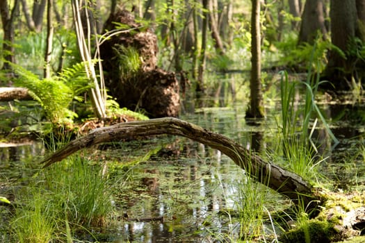 A bare branch arches over a small lake