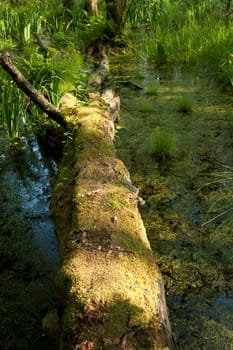 A fallen tree lies in the moor