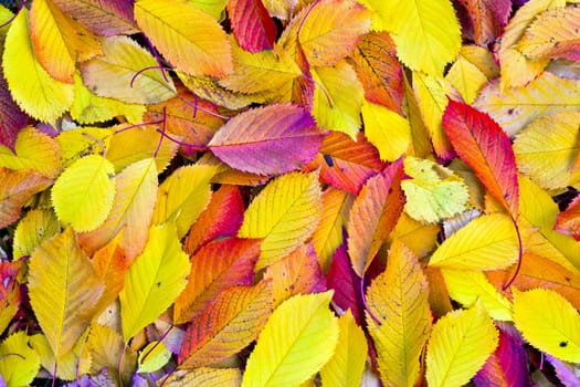 yellow orange autumn leaves lying in the faded foliage