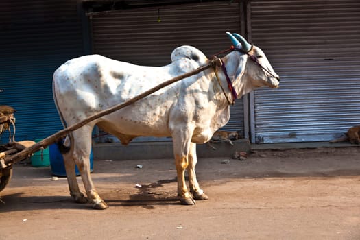 Ox cart transportation on early morning in Delhi, India.