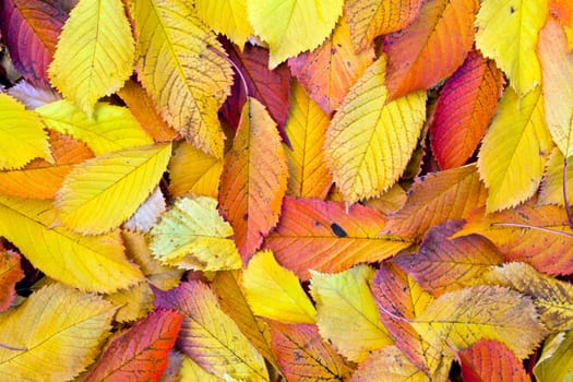 yellow orange autumn leaves lying in the faded foliage