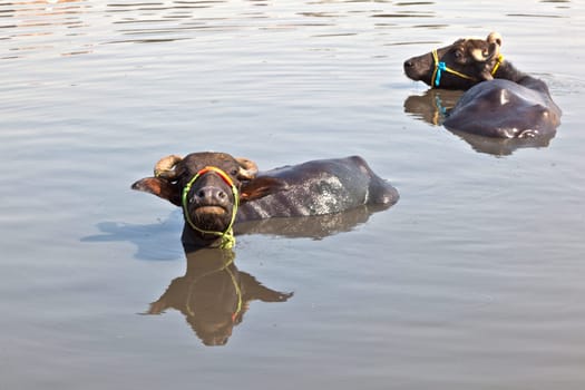 cow has a rest in the lake of the village