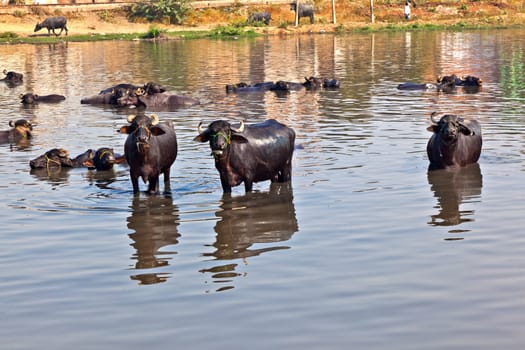 cow has a rest in the lake of the village