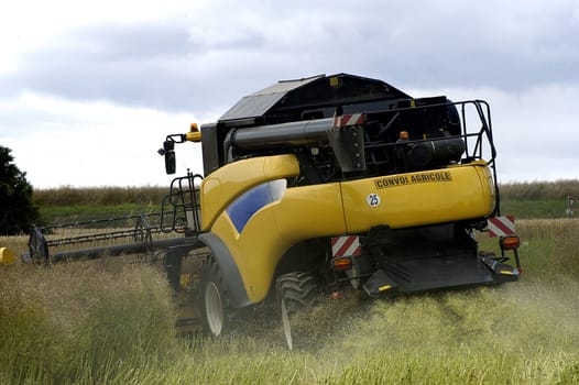 The harvest of colza with machines like a reaping-machine threshing-machine and tractor