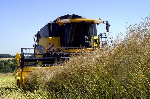 The harvest of colza with machines like a reaping-machine threshing-machine and tractor
