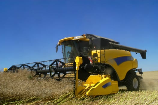 The harvest of colza with machines like a reaping-machine threshing-machine and tractor