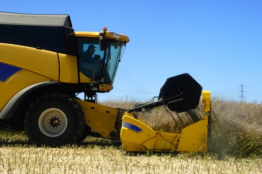 The harvest of colza with machines like a reaping-machine threshing-machine and tractor
