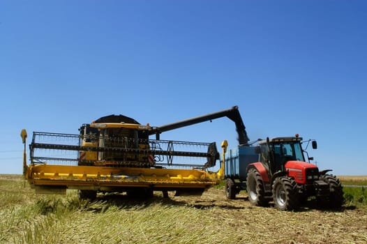 The harvest of colza with machines like a reaping-machine threshing-machine and tractor