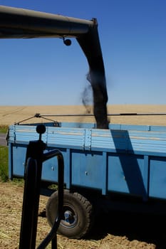 The harvest of colza with machines like a reaping-machine threshing-machine and tractor