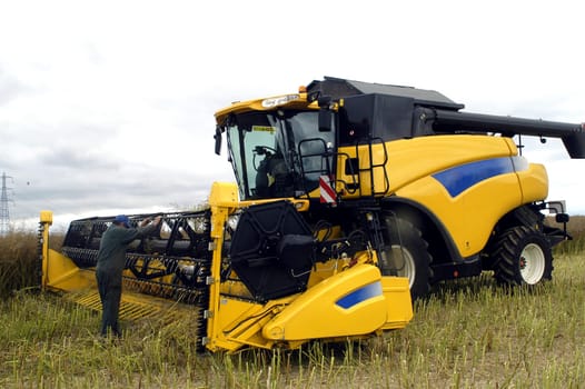 The harvest of colza with machines like a reaping-machine threshing-machine and tractor