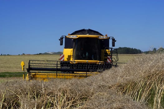 The harvest of colza with machines like a reaping-machine threshing-machine and tractor
