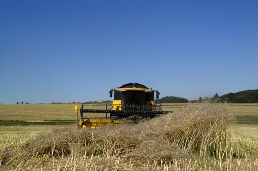 The harvest of colza with machines like a reaping-machine threshing-machine and tractor