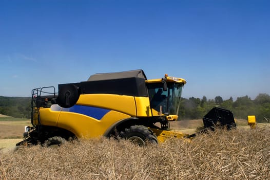 The harvest of colza with machines like a reaping-machine threshing-machine and tractor