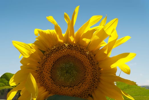 Sunflower with blue sky in the middle