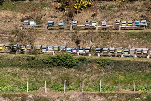 the hives of bees on the ground with bands