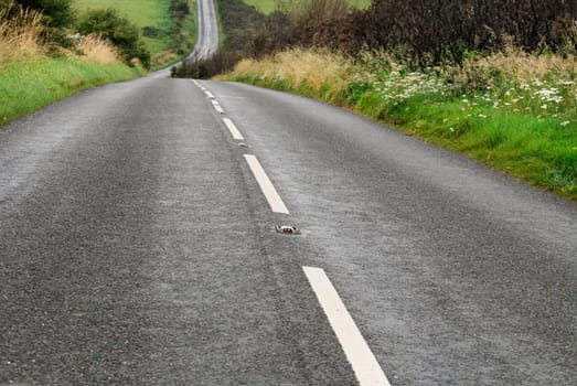 country road in Cornwall in Great Britain