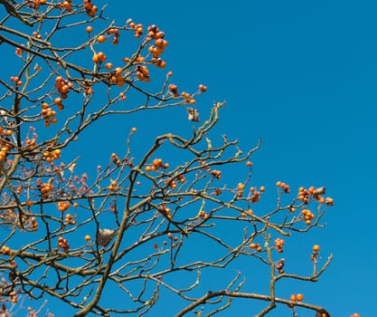 tree with red rowan berries in fall against a saturated blue sky