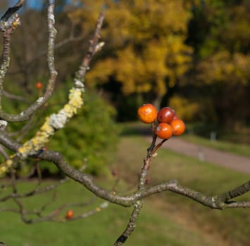 tree with red rowan berries in fall