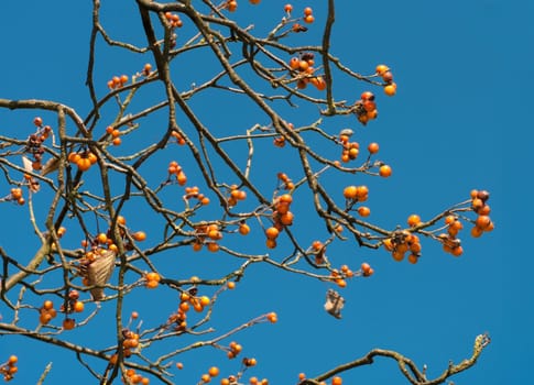 tree with red rowan berries in fall against a saturated blue sky