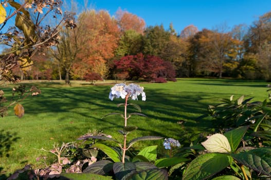 single hortensia flower in a park in fall time