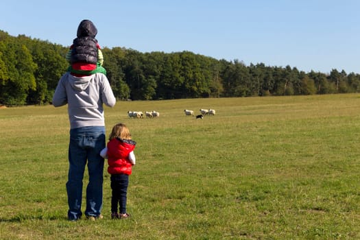 Father and his children watching sheep running in the pasture