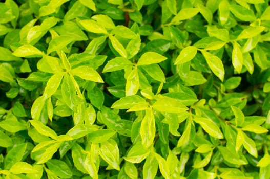 close up of bush plant after rains, with shallow depth of field.