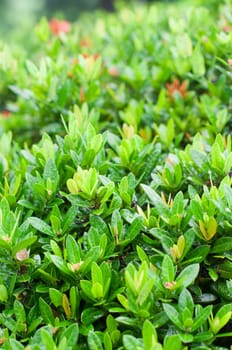 close up of bush plant after rains, with shallow depth of field.