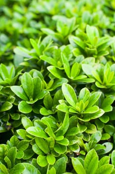 close up of bush plant after rains, with shallow depth of field.
