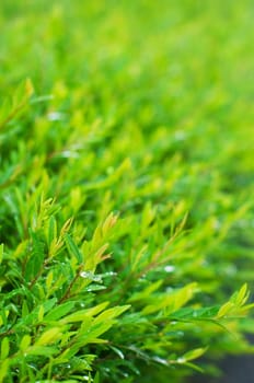 foliage close up after rains, with dews on leaves. Shallow depth of field.