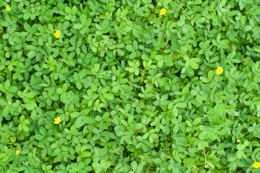 plant texture background with tiny leaves