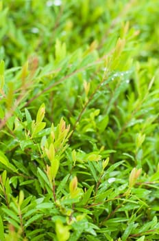 foliage close up after rains, with dews on leaves. Shallow depth of field.