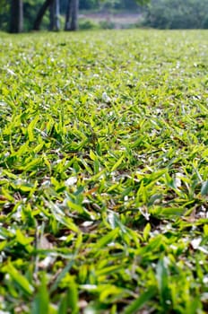 low angle view of grass field, with shallow depth of field.