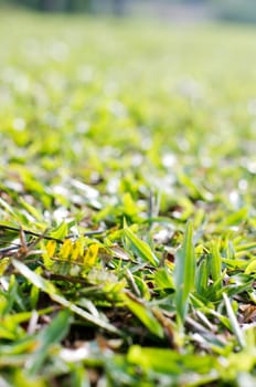 a close up view of grass, for concepts background