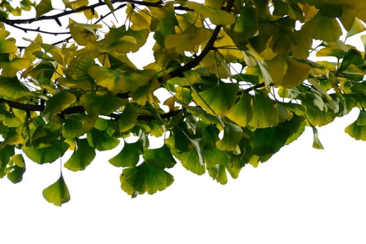 Ginkgo biloba in sunlight