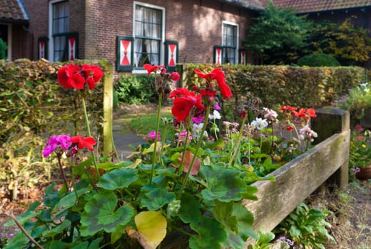 geranium flowers in planters in front of a house with shutters
