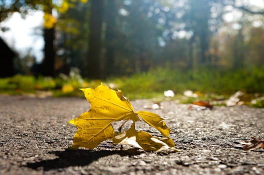 yellow maple leaf on asphalt in autumn