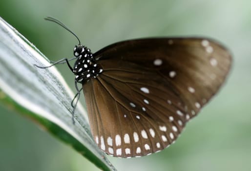 Euploea